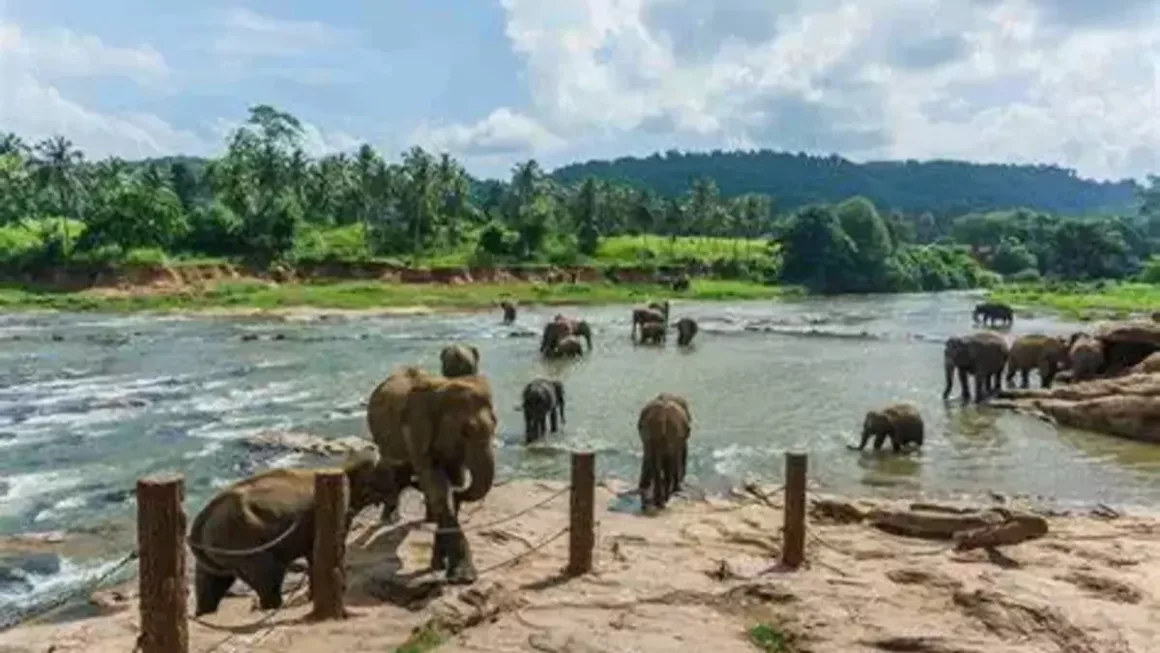 Periyar National Park 